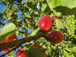 Fiche variétale abricot 2025 - Variété RUBICHIC cov